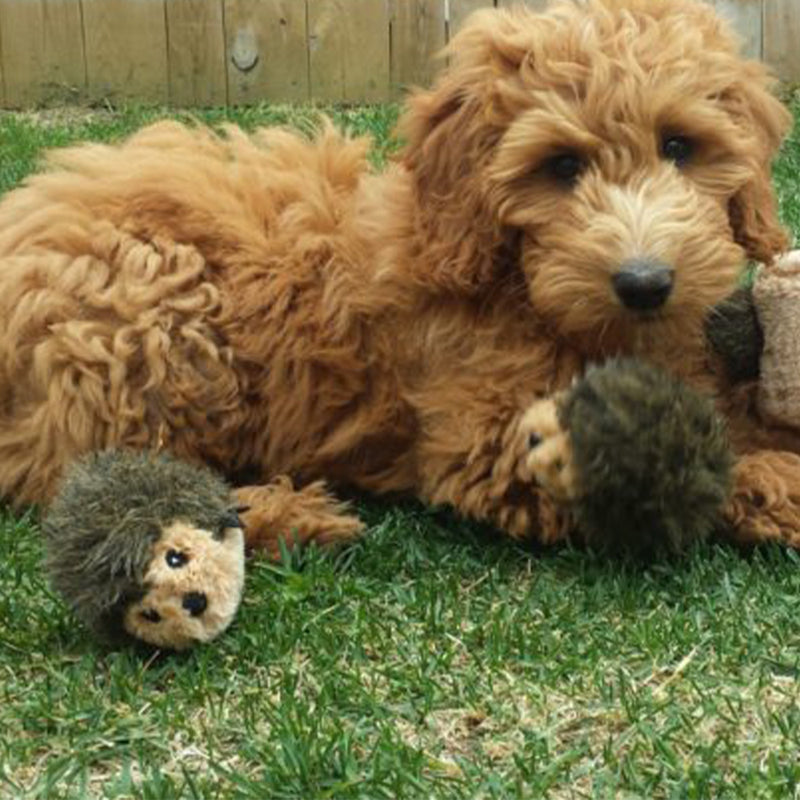 Zippy Burrow - Hedgehog Den Dog Toy