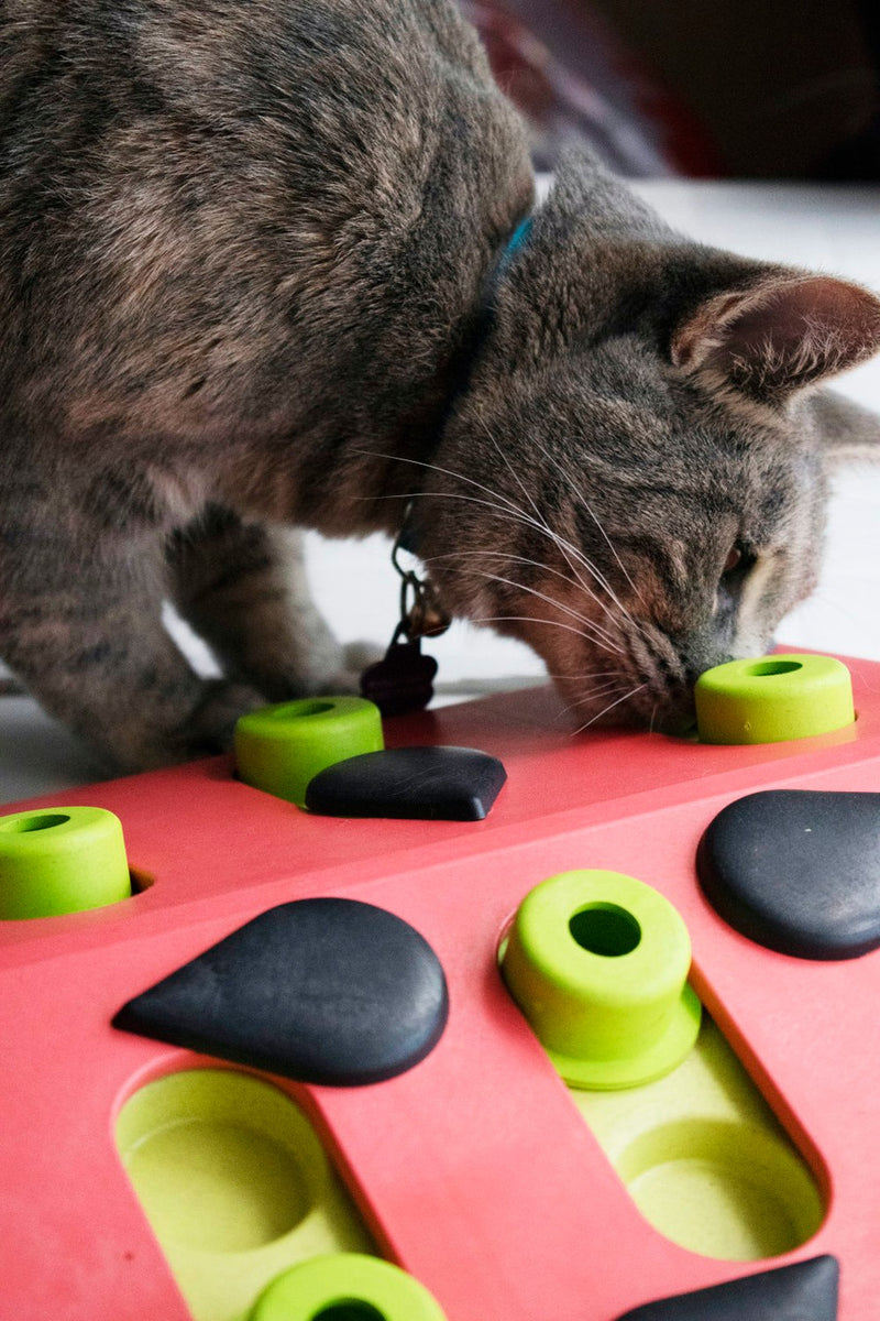 Petstages Melon Madness Puzzle & Play Cat Toy