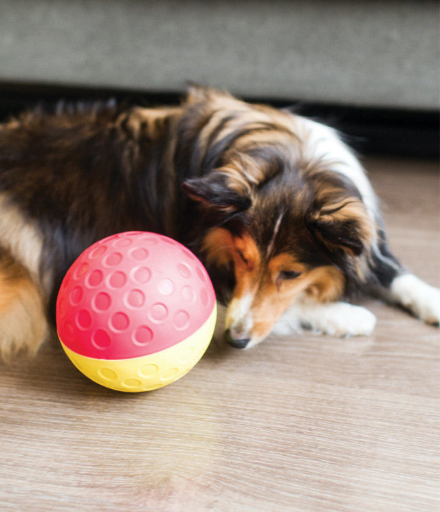 Outward Hound Treat Tumble Dog Toy
