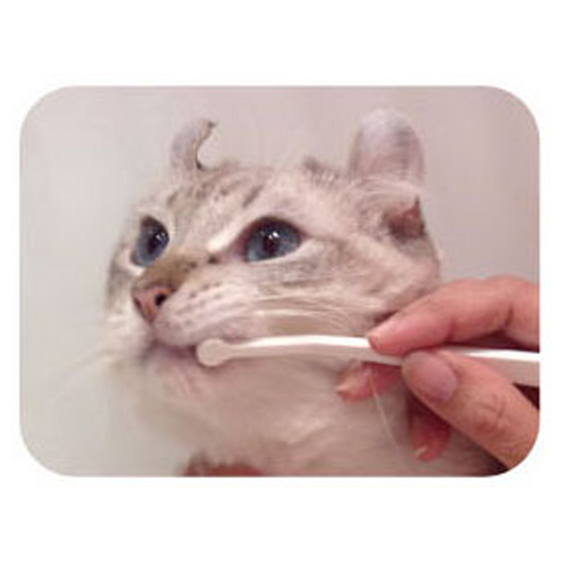 Care Micro Head Toothbrush for Cats