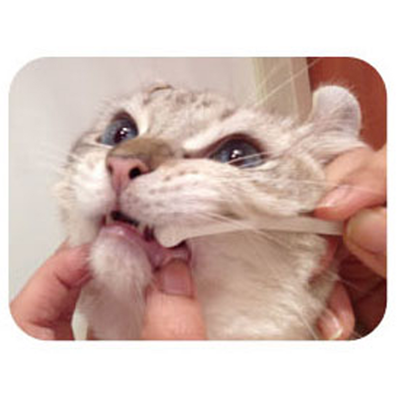 Care Micro Head Toothbrush for Cats