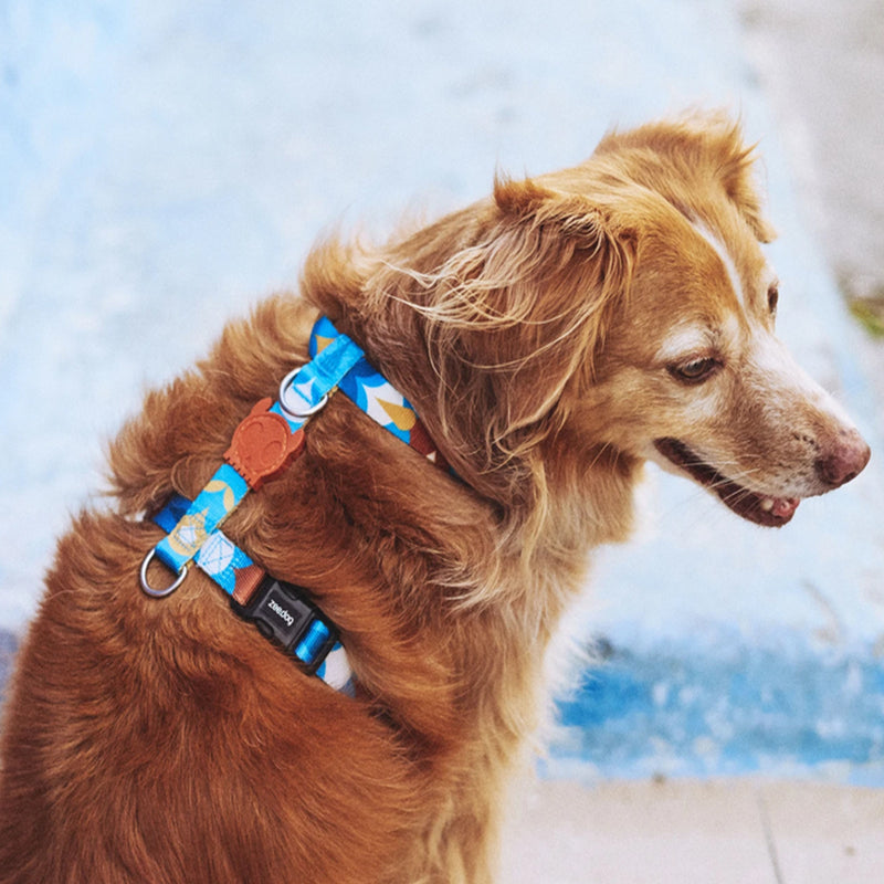 Marrakesh Yansun H-Harness