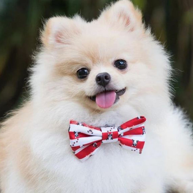 Bow Tie Collar - Peek A Crew Dog Collar