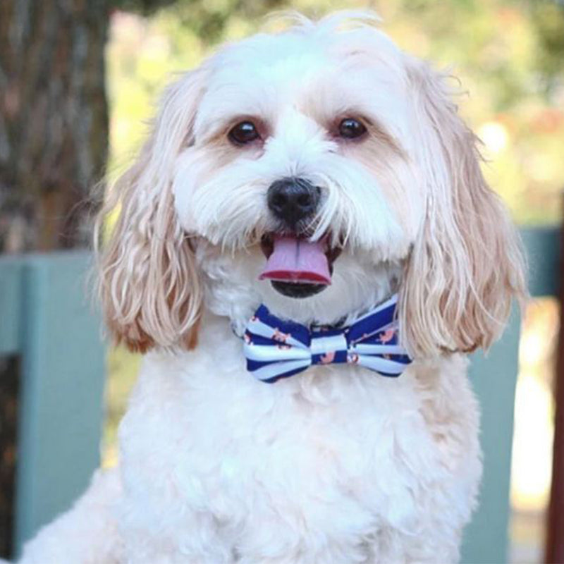 Bow Tie Collar - Peek A Doo Dog Collar