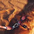 Marrakesh Same H-Harness