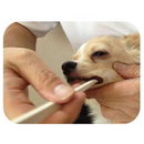 Care Micro Head Toothbrush for Dogs