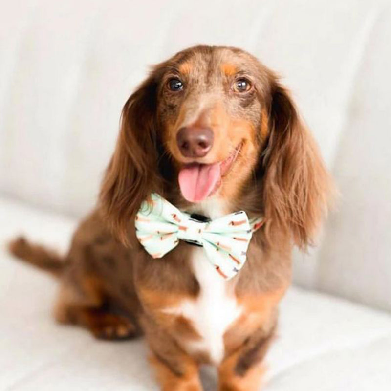 Bow Tie Collar - Snag Pack Dog Collar