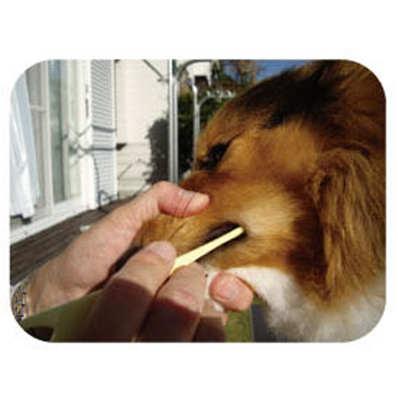 Care Large Head Soft Toothbrush for Dogs