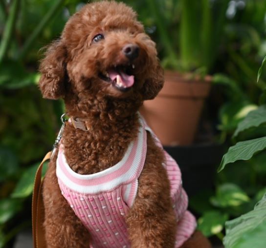 Chewnel Pink Dog Tanktop