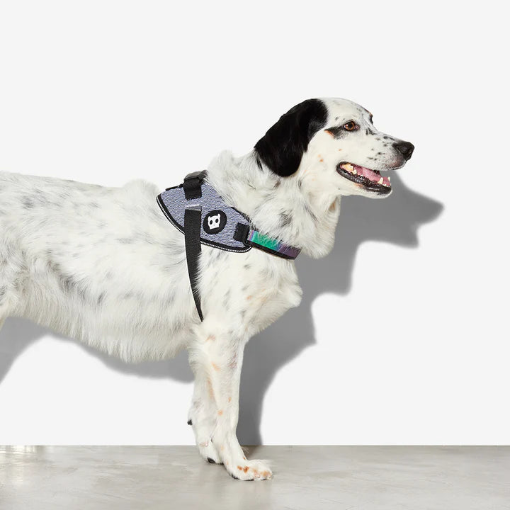 Urban Fly Harness