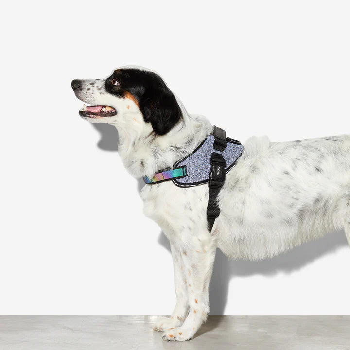 Urban Fly Harness