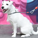 Obedience Collar - Skull